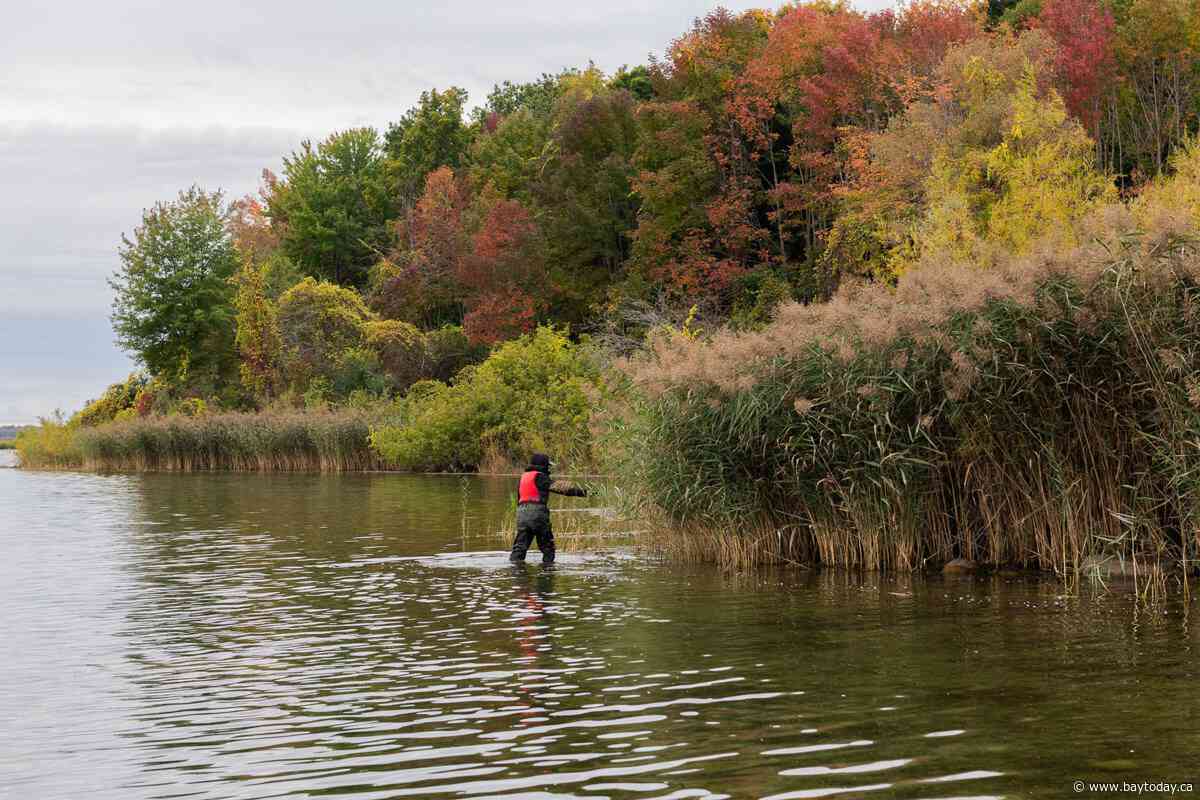 Province funds invasive species prevention and control projects across Ontario