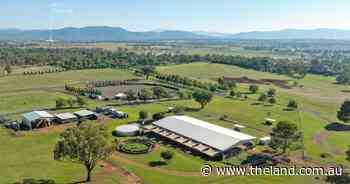 Meadow Bank delivers equine excellent on Tamworth's doorstep | Video