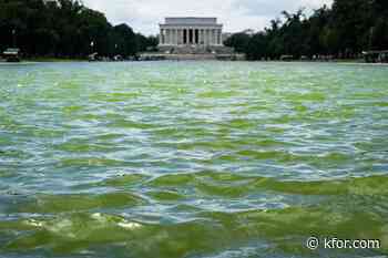 Lincoln Memorial Reflecting Pool plagued by algae troubles again