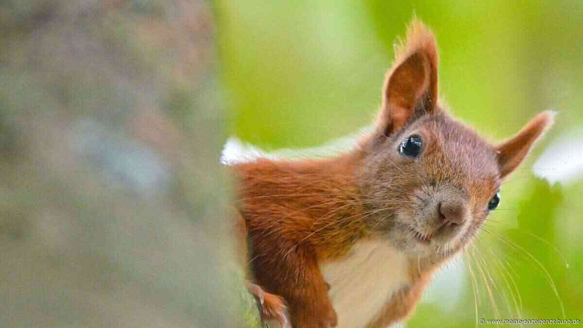 Im Garten: So helfen Sie Wildtieren im Sommer