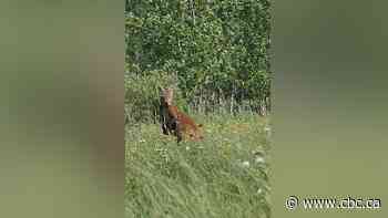 Runaway marsupial on Montreal's South Shore sparks animal trafficking concerns