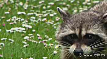 Raccoon bites on the rise in Windsor-Essex, health unit says