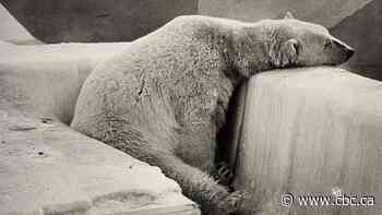The Calgary Zoo's difficult history with polar bears