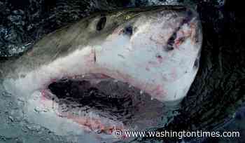 Fisherman reels in white shark off Massachusetts, then snags the hook from its toothy mouth