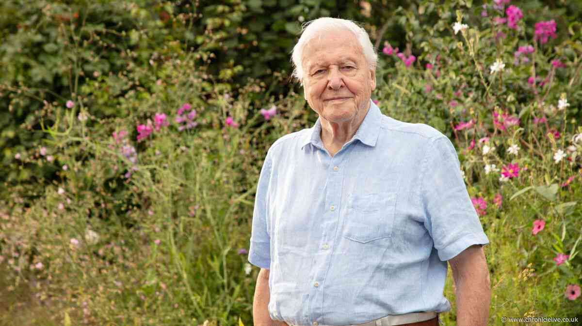 Northumberland MP leading campaign for statue to recognise Sir David Attenborough's 'irreplaceable contribution'