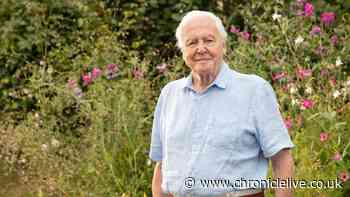 Northumberland MP leading campaign for statue to recognise Sir David Attenborough's 'irreplaceable contribution'