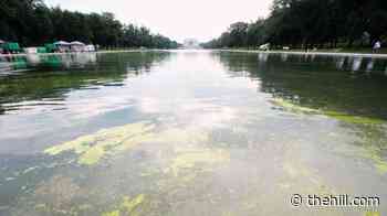 Green algae returns to reflecting pool days into Trump's renovation