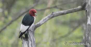 Calgary photographers, bird watchers flock to catch a glimpse of rare woodpecker