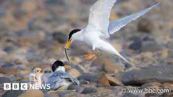 Fears dogs to blame for drop in little tern numbers