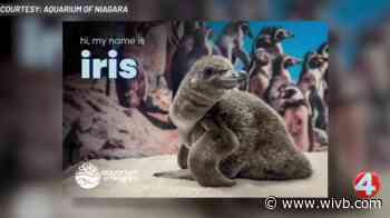 Goo Goo Dolls react to new penguin named Iris at the Aquarium of Niagara