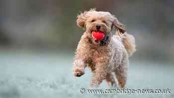 Plans for new 'sensitive dogs' walking area near Cambridgeshire RAF base