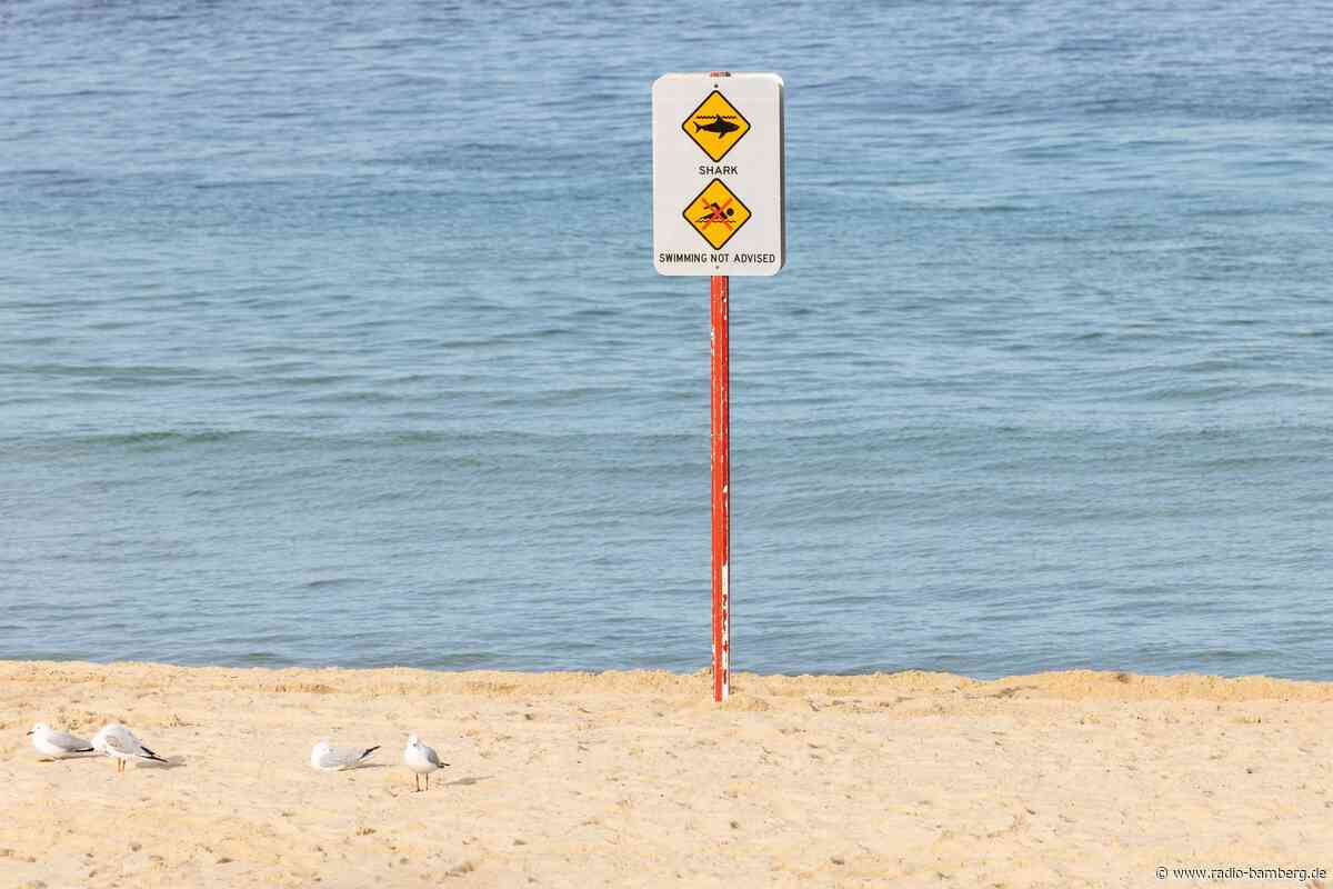 Zwischen Angst und Artenschutz: Australiens Hai-Dilemma