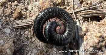 Canola growers advised to monitor for millipedes, slates and earwigs in crop