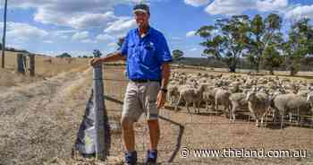 From landfill to value: dramatic skin price increase adds new layer to lamb profits