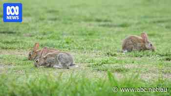 Rabbits are everywhere in the wild, so why is rabbit meat so expensive?