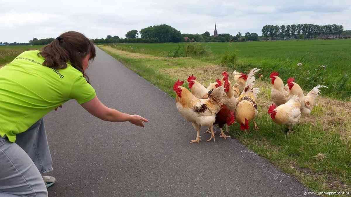 Tientallen hanen gedumpt in Haren: 'Dieren zijn geen wegwerpartikelen'