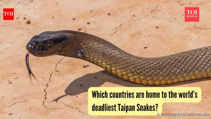 Which countries are home to the world’s deadliest Taipan Snakes?