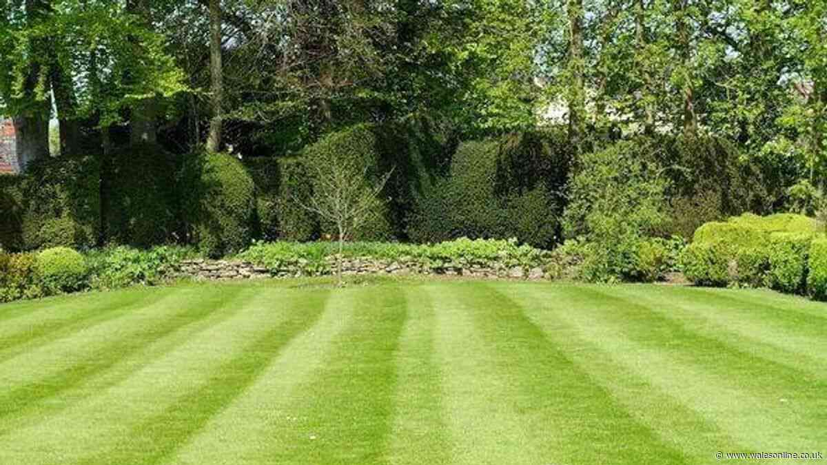 £1 kitchen staple sprinkled in gardens in June will completely revitalise lawns