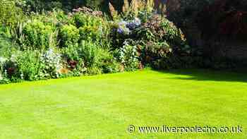 Gardeners urged to sprinkle £1 kitchen staple in gardens in June for lush grass