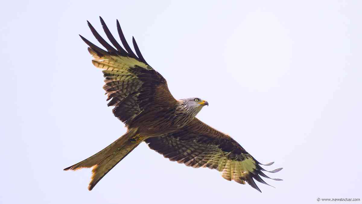 ’Agressieve’ roofvogel valt mensen in Engels dorpje aan
