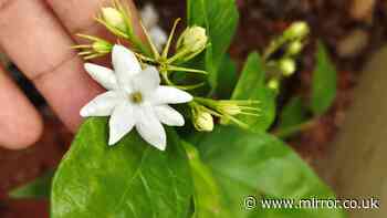 'Brilliant' plant brings 'scent of summer' to your garden