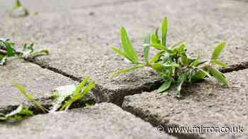 Gardeners urged to stop pulling weeds and spray 1 natural ingredient over them instead