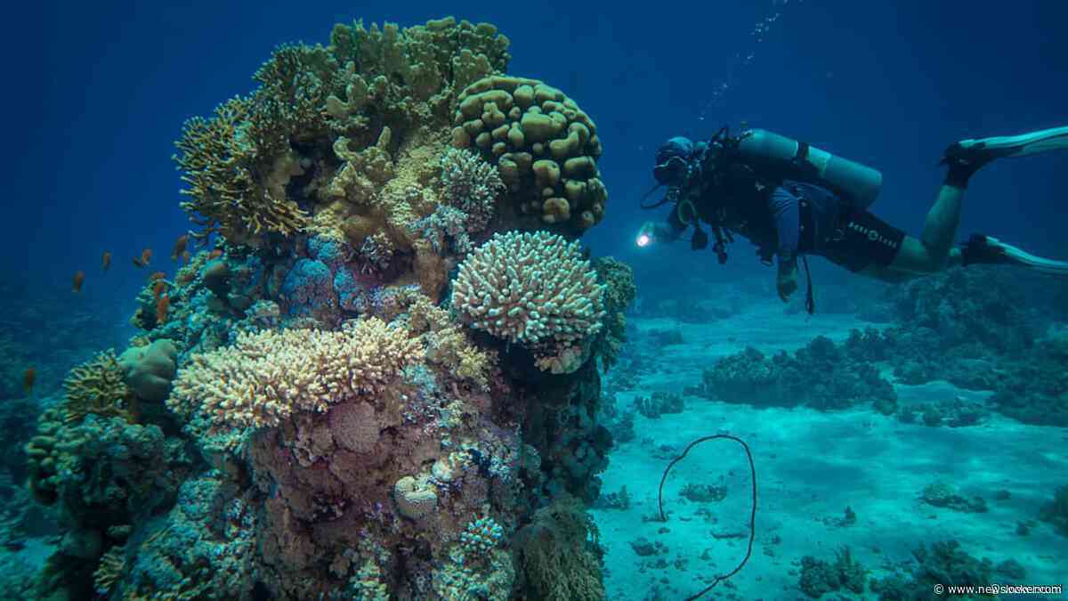 Er kan meer koraal herstellen van klimaatverandering dan eerder werd aangenomen