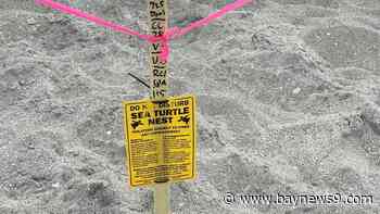 Volunteers work to save turtle nests through the Venice Shore Protection Project
