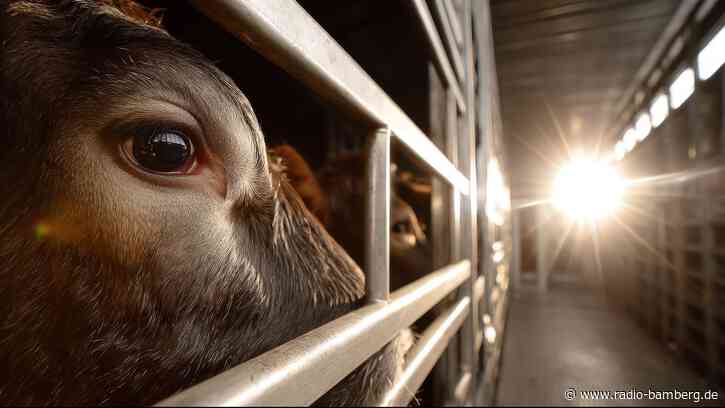 PETA zeigt Hof im Landkreis Bamberg wegen Anbindehaltung an