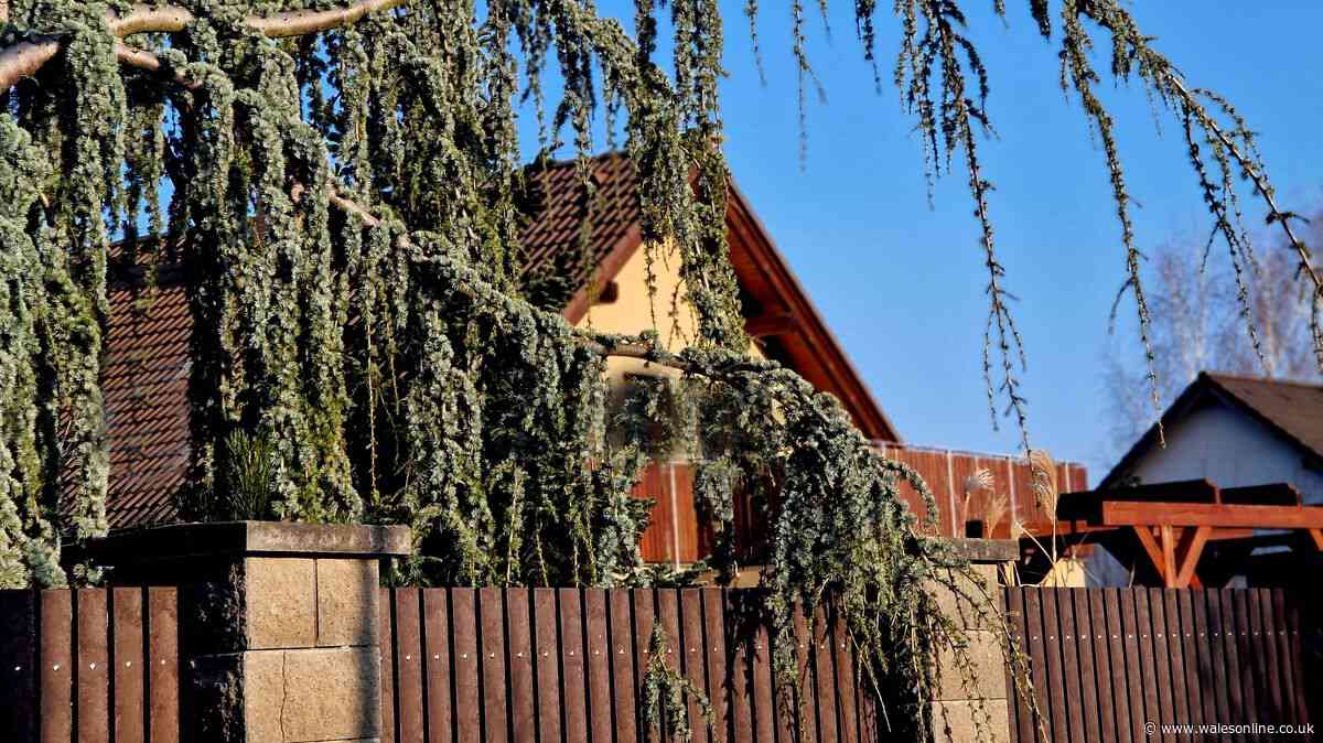Your rights when a neighbour's tree overhangs your garden - lawyer explains