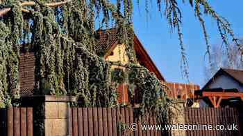 Your rights when a neighbour's tree overhangs your garden - lawyer explains