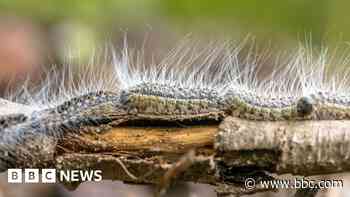 Why are we being warned about toxic caterpillars?