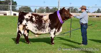 Judge 'can't pick a fault' in grand champion bull at National Shorthorn Show