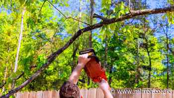 Lawyer explains legal rights when a neighbour's tree overhangs your garden