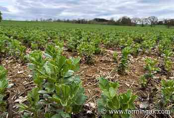 New benchmarking network planned for pea and bean growers