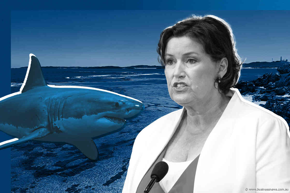 Shark deaths prompt calls for more drumlines, research