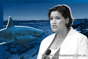 Shark deaths prompt calls for more drumlines, research