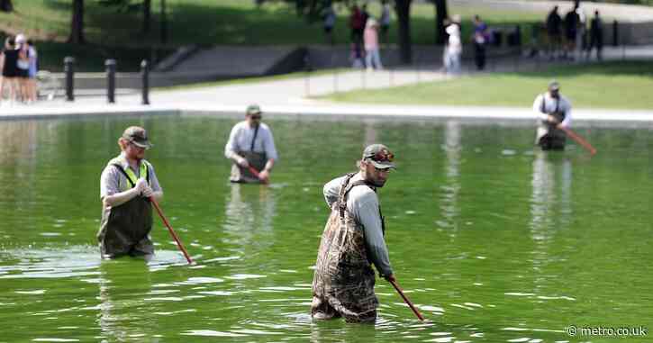 Trump’s reflecting pool turns green again weeks after it was painted blue