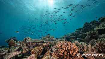 In good news for coral reefs, scientists identify where the toughest ones are