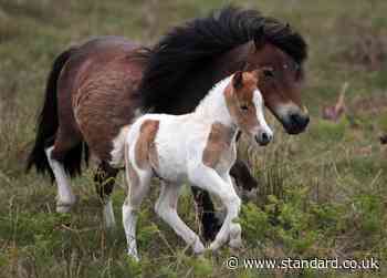 'Don't slaughter the ponies': Kemi Badenoch urges Keir Starmer to stop mass Dartmoor cull