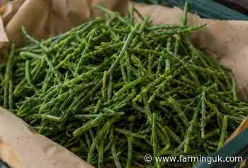 British samphire gets year-round supermarket supply boost