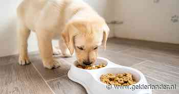 Terugroepactie wegens stukjes plastic in honden- en kattenvoer