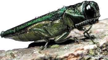 City administration updating council on dealing with emerald ash borer infestation