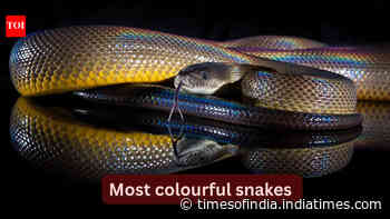 10 most colourful snakes in the world and where to spot them in the wild
