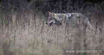 Glenn Lelieveld geeft presentatie over terugkeer van de wolf in Nederland
