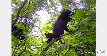 Beren redden Japanse kersenbomen