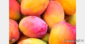 Taiwanese Irwin-mango's debuteren op Rungis: zoet, kleine pit en gepositioneerd als premiumproduct