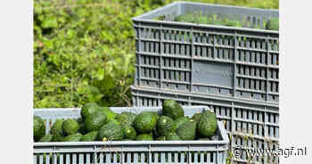 Colombiaanse avocado's onder druk in Europa door grote Peruaanse aanvoer