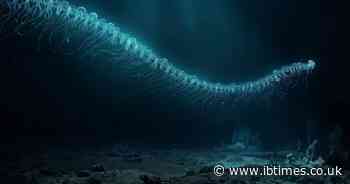 Bizarre Deep-Sea Discovery: 31 New 'Nightmare' Species Found in Mysterious Ocean Zone Off Brazil