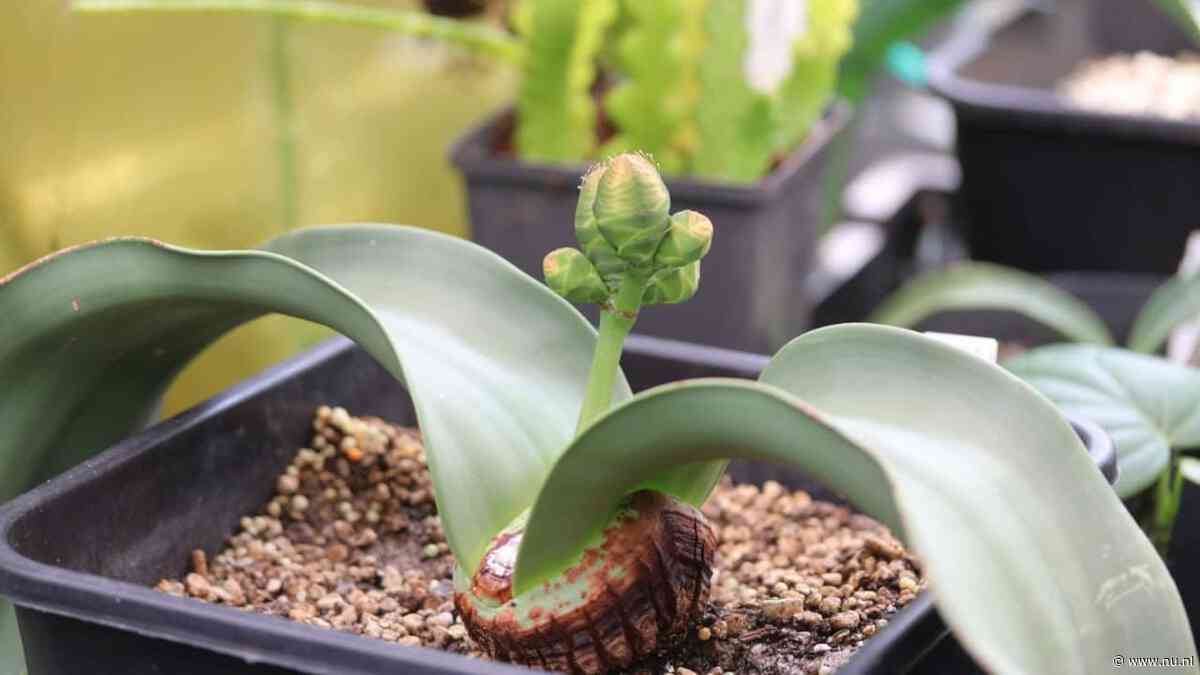 Plant die 1.000 jaar oud kan worden dankzij eigen vitrine te zien in Amsterdam